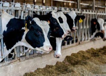 New Zealand scraps plan to tax livestock burps, farts