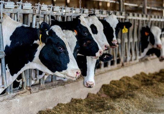 New Zealand scraps plan to tax livestock burps, farts