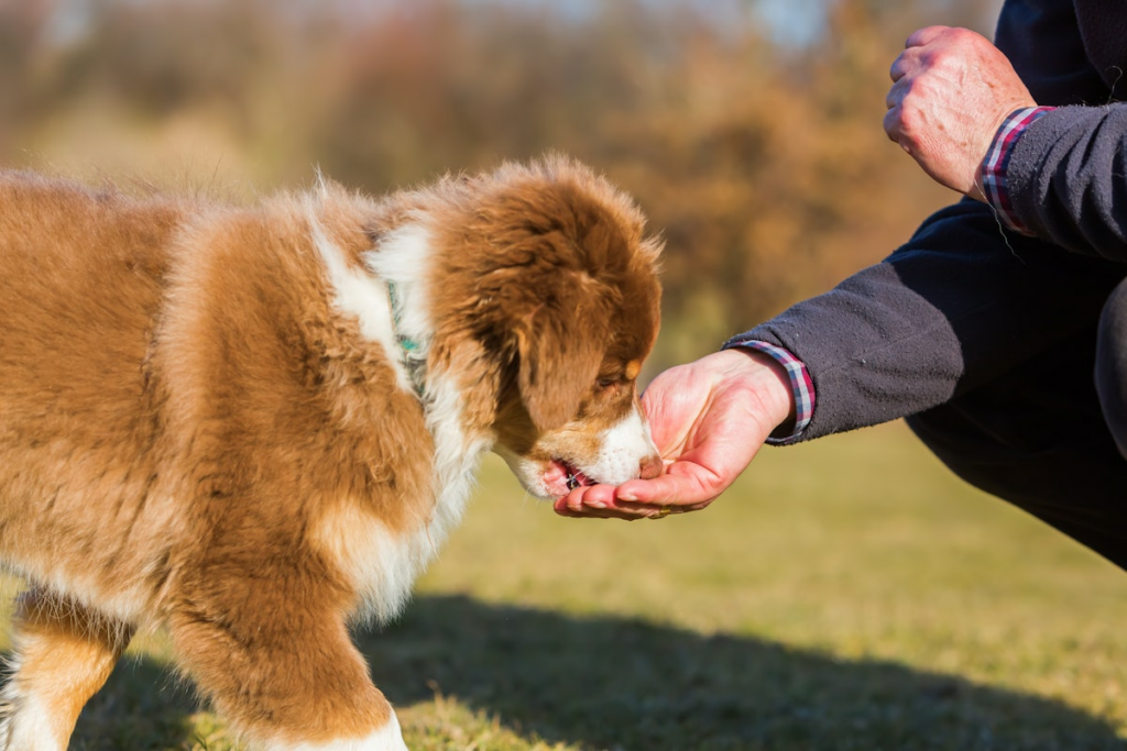 Study identifies food budget for pets in Asia and Oceania