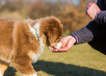 Study identifies food budget for pets in Asia and Oceania