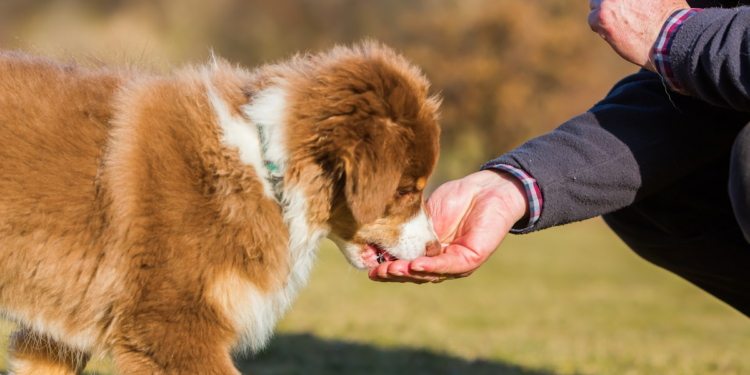 Study identifies food budget for pets in Asia and Oceania