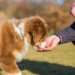 Study identifies food budget for pets in Asia and Oceania