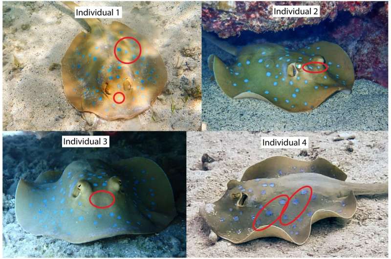 New study augments distribution and reproduction data for little-known female Oceania fantail rays