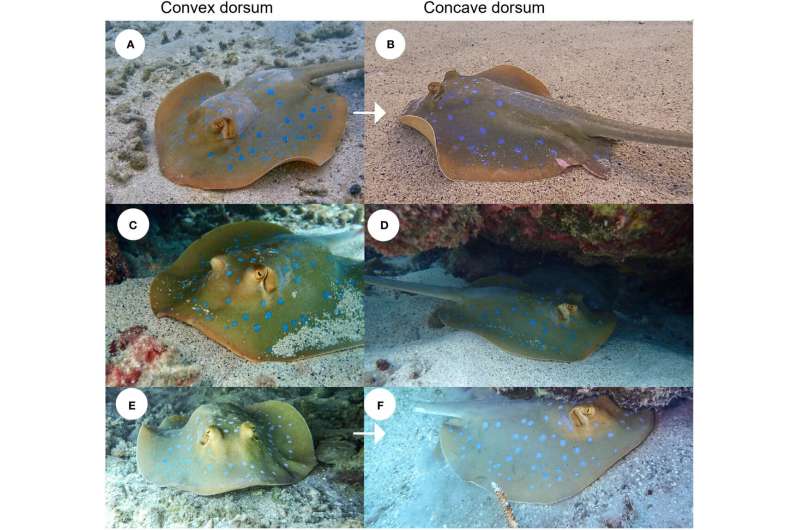 New study augments distribution and reproduction data for little-known female Oceania fantail rays