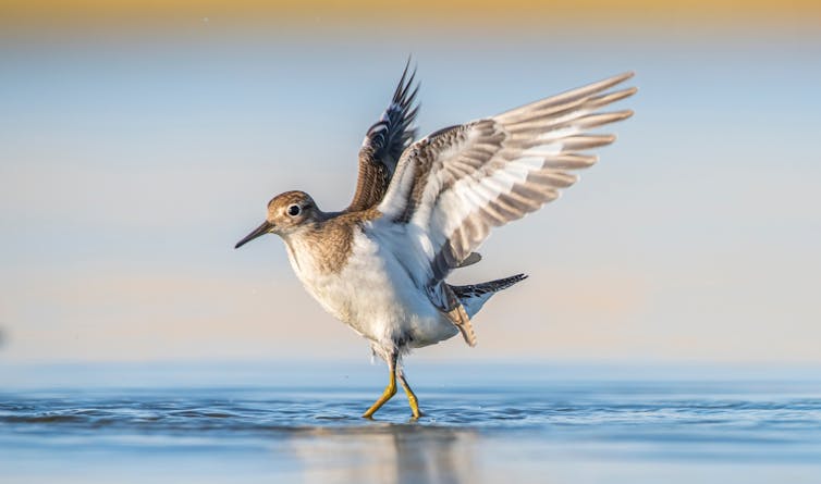 sandpiper bird