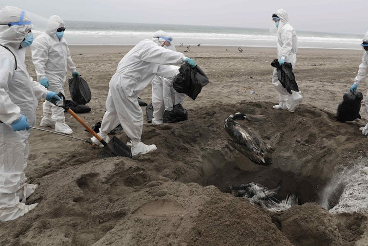 biosecurity people burying pelicans