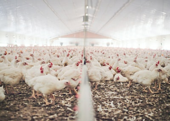 According to producers’ body the Australian Chicken Meat Federation, the Australian chicken industry was worth Aus$2.79 billion in 2021-2022, employing over 58,000 people.