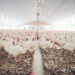 According to producers’ body the Australian Chicken Meat Federation, the Australian chicken industry was worth Aus$2.79 billion in 2021-2022, employing over 58,000 people.