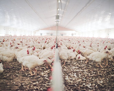 According to producers’ body the Australian Chicken Meat Federation, the Australian chicken industry was worth Aus$2.79 billion in 2021-2022, employing over 58,000 people.