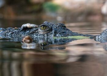 Child missing after suspected crocodile attack in remote Australia