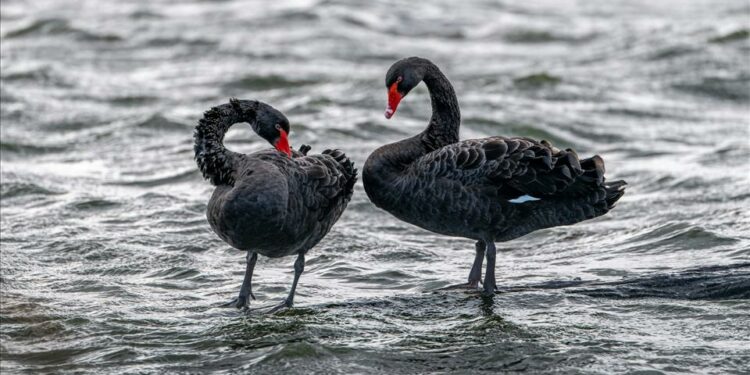Lethal Bird Flu Could Decimate Oceania's Birds. From Vigilance To Vaccines, Here's What We're Doing To Prepare