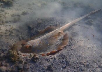 New study augments distribution and reproduction data for little-known female Oceania fantail rays