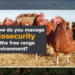 Australian egg farmers gain new biosecurity training tool